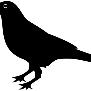 Raven PNG