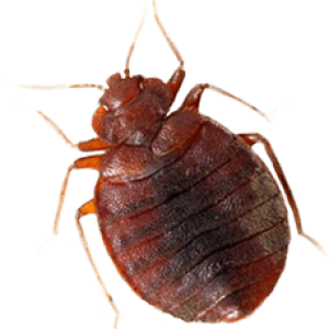 Bed bug PNG