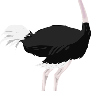 Ostrich PNG