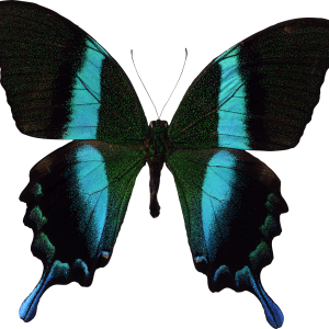 Butterfly PNG
