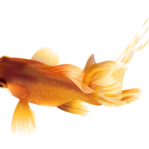 Goldfish PNG
