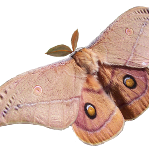 Moth PNG