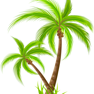 Palm tree PNG
