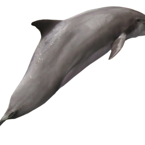 Dolphin PNG