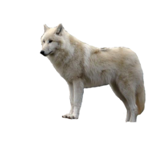 Wolf PNG