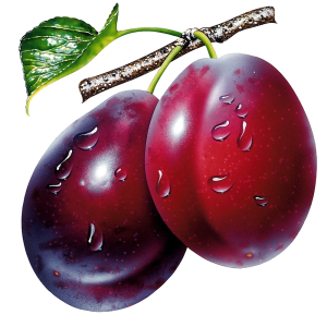 Plum PNG image