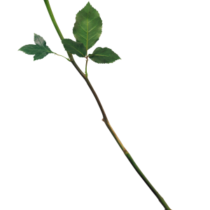 Rose PNG
