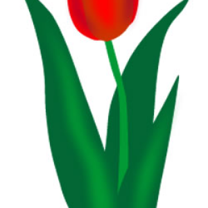 Tulip PNG image