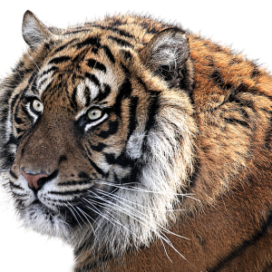 Tiger PNG