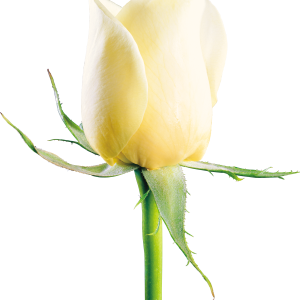 White rose PNG image, flower white rose PNG picture