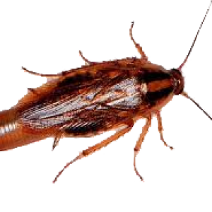 Roach PNG
