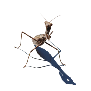 Mantis PNG