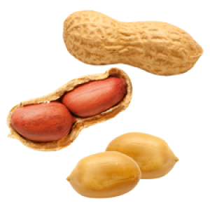 Peanut PNG