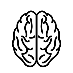 Brain PNG