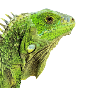 Iguana PNG