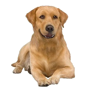 Labrador Retriever PNG