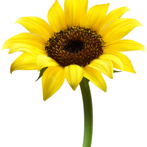 Sunflower PNG