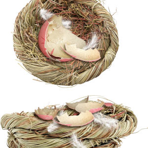 Nest PNG