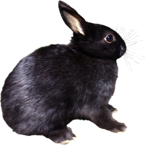 rabbit PNG