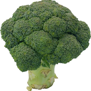 Broccoli PNG