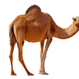 Camel PNG