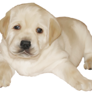 Labrador Retriever PNG
