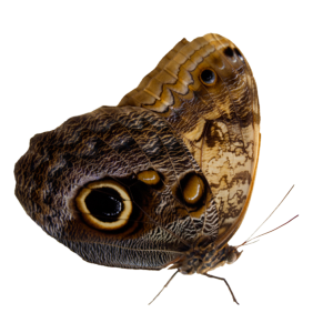 Moth PNG