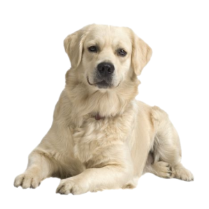 Labrador Retriever PNG