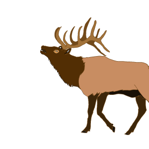 Moose, elk PNG