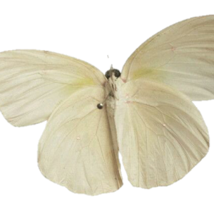 Moth PNG