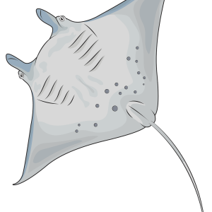 Stingray PNG