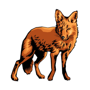 Jackal, coyote PNG