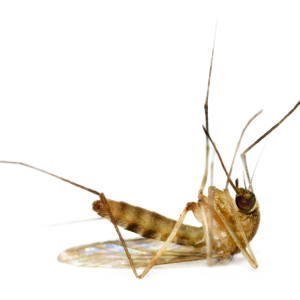Mosquito PNG