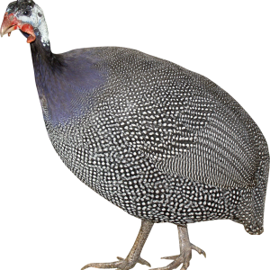 Turkey bird PNG
