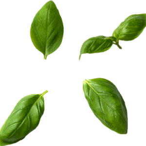 Basil PNG