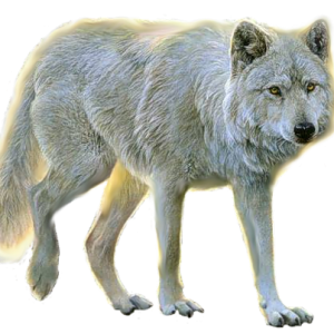 wolf png image, picture, download