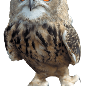 Owl PNG