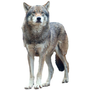 Wolf PNG