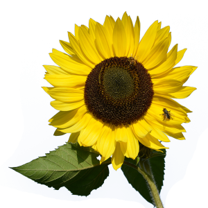 Sunflower PNG