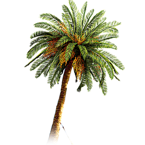 Palm tree PNG