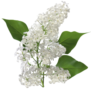 Lilac PNG