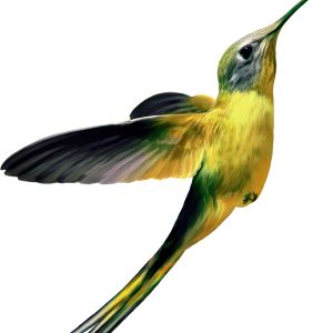 Hummingbird PNG
