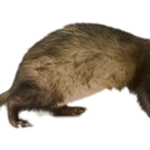 Ferret PNG