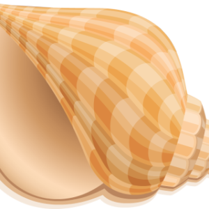 Conch PNG