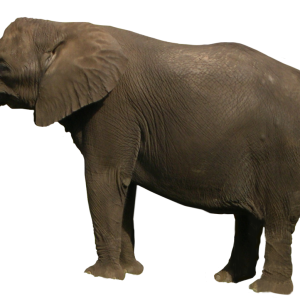 Elephant PNG