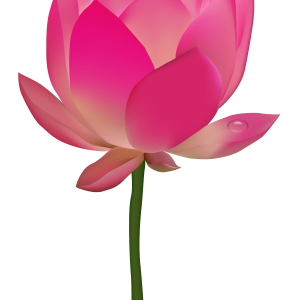 Lotus flower PNG