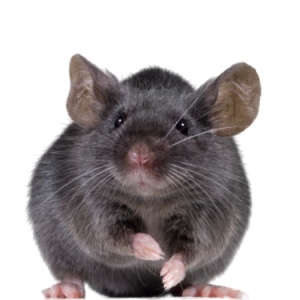 mouse, rat PNG image
