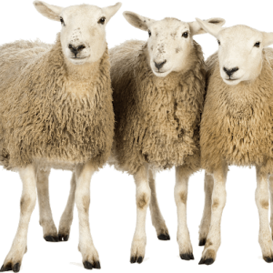 sheeps PNG image