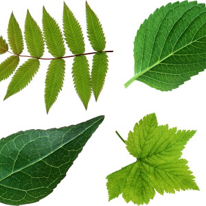 Green leaf PNG