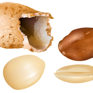Peanut PNG